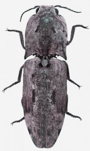 Cryptalaus enquis